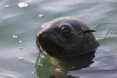 Arctocephalus pusillus pusillus