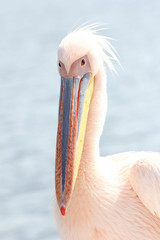 Pelecanus onocrotalus