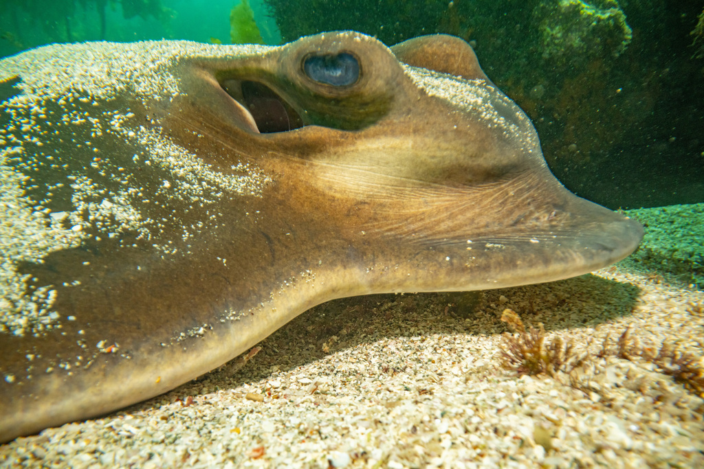 Southern Eagle Ray