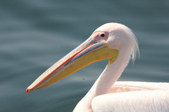 Pelecanus onocrotalus