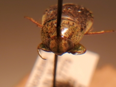 Pelocoris