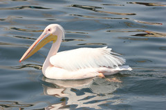 Pelecanus onocrotalus