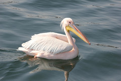 Pelecanus onocrotalus