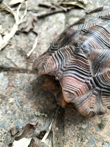 Bell's eastern hinged tortoise, Kinixys belliana