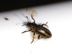 Prasocuris phellandrii