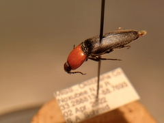 Ampedus rubricollis