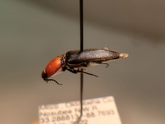 Ampedus rubricollis