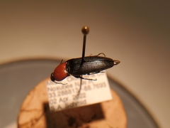 Ampedus rubricollis