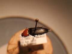 Ampedus rubricollis