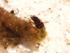 Limnephilus vittatus