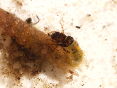 Limnephilus vittatus