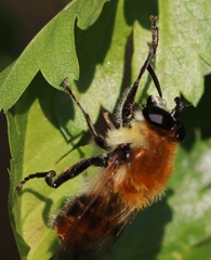 Criorhina floccosa