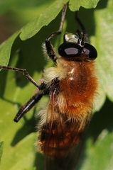 Criorhina floccosa