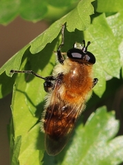 Criorhina floccosa