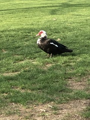 Cairina moschata domestica
