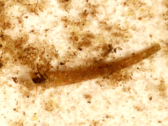 Limnephilus vittatus