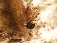 Limnephilus vittatus