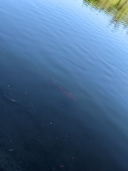 Cyprinus rubrofuscus