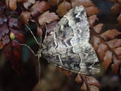 Pseudocoremia melinata