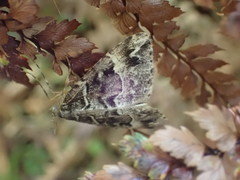 Pseudocoremia melinata