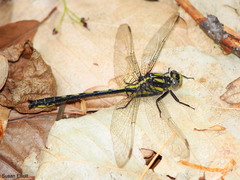 Phanogomphus descriptus