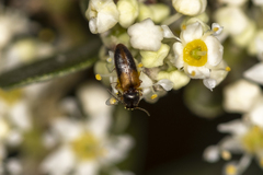 Tetralimonius ornatulus