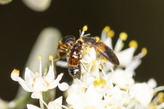 Tetralimonius ornatulus