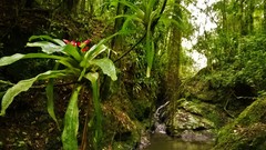 Nidularium innocentii