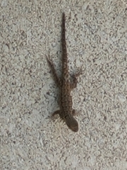 Urosaurus ornatus