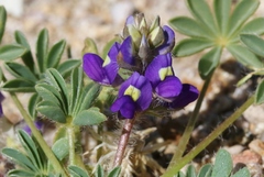 Lupinus flavoculatus