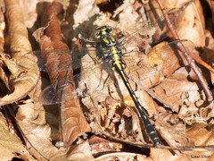 Phanogomphus descriptus