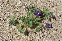 Lupinus flavoculatus