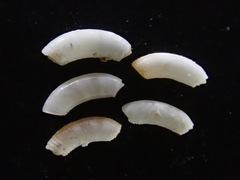 Caecum laeve