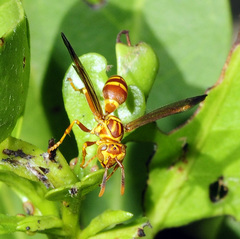 Polistes cubensis