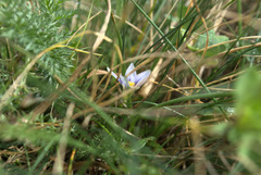 Romulea columnae