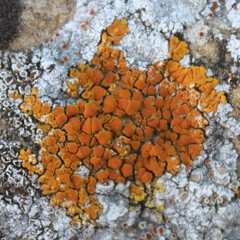 Variospora aurantia
