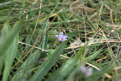 Romulea columnae