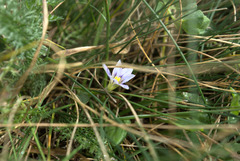 Romulea columnae