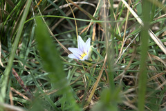 Romulea columnae