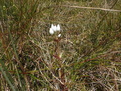 Gentianella montana montana