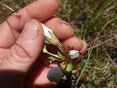 Gentianella montana montana