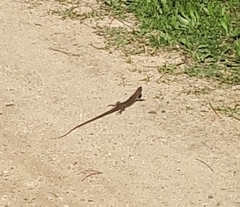 Psammodromus algirus