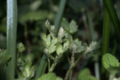 Puccinia albescens