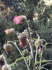 Cirsium subcoriaceum image