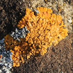 Variospora aurantia