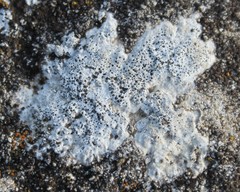 Bagliettoa calciseda