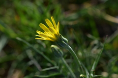 Crepis chondrilloides