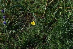 Crepis chondrilloides
