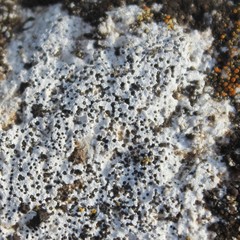 Bagliettoa calciseda