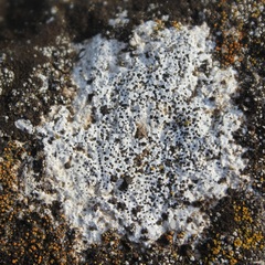 Bagliettoa calciseda